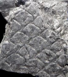Lepidophloios